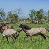 Konik horses